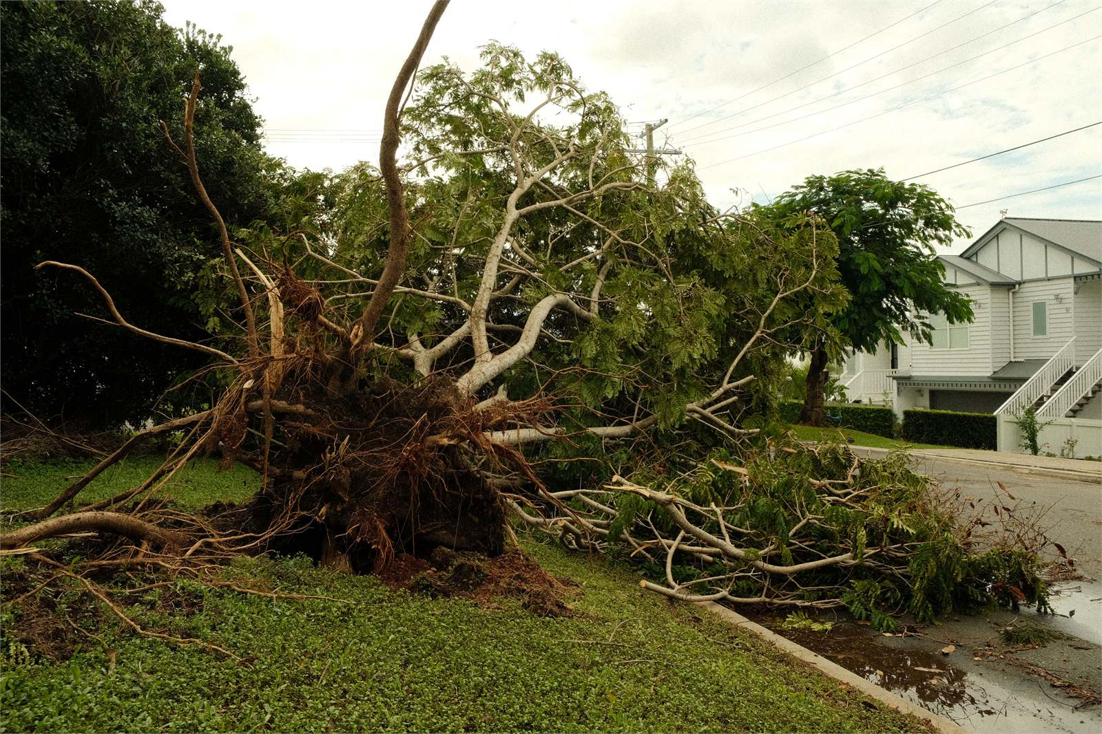 Uprooted tree resting near a residential property after severe weather