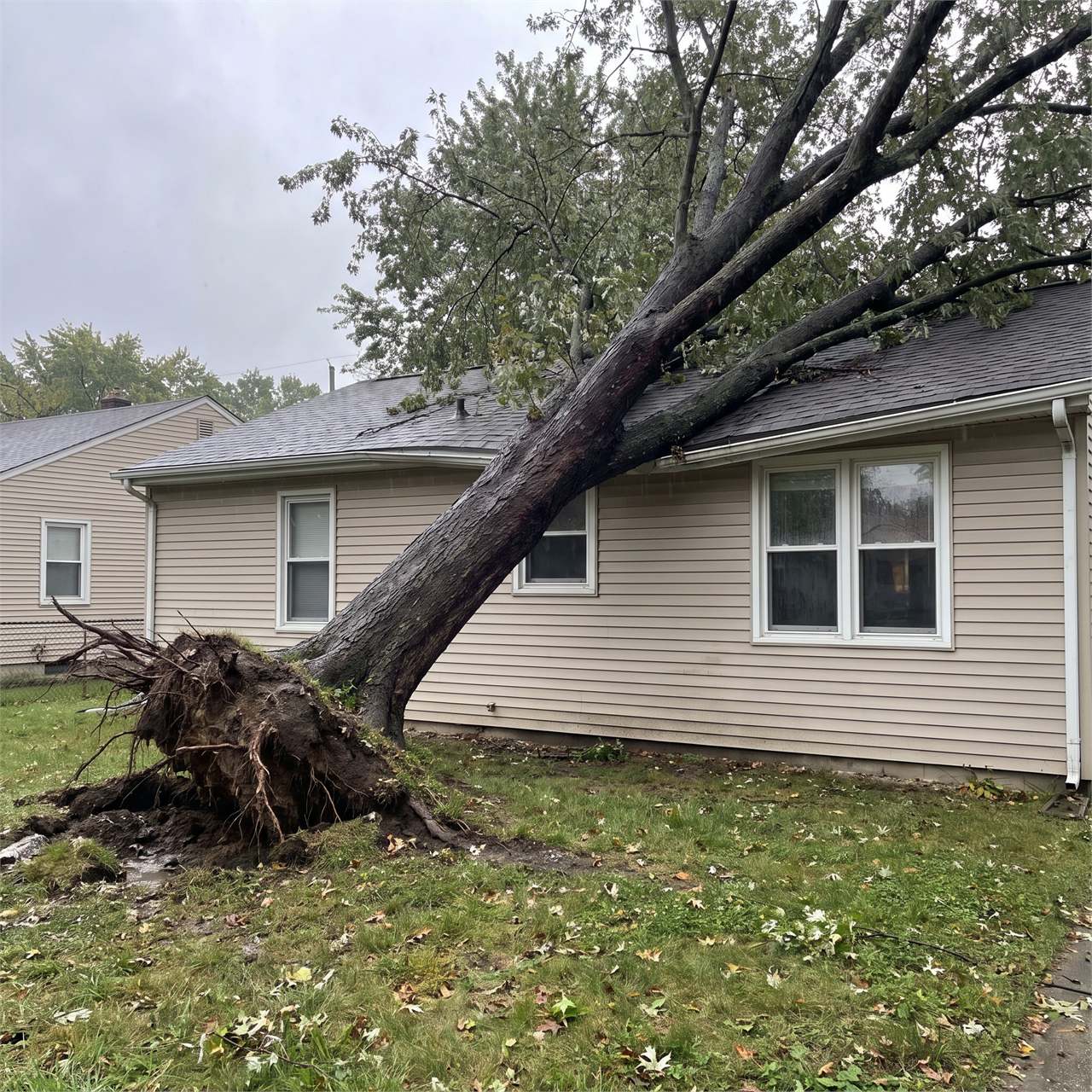 Large fallen tree resting across the roof and eave of a residential house after strong winds