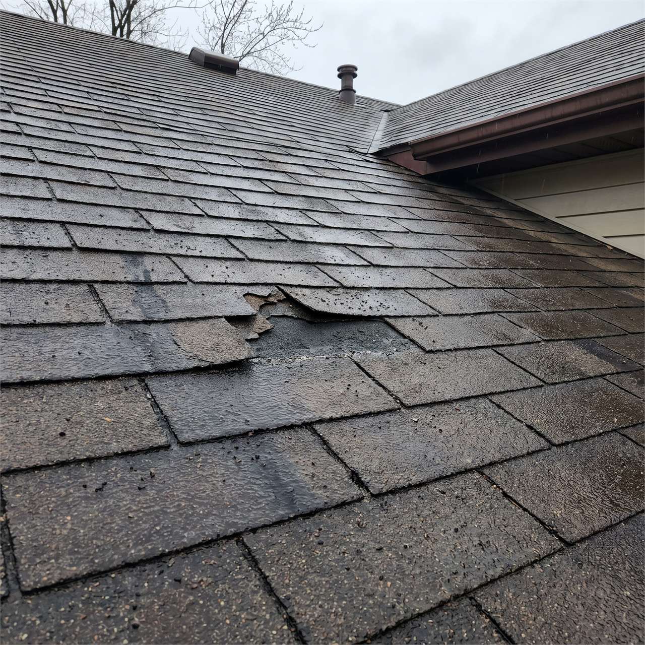 Localized torn asphalt shingle tab on a wet residential roof slope after recent storms