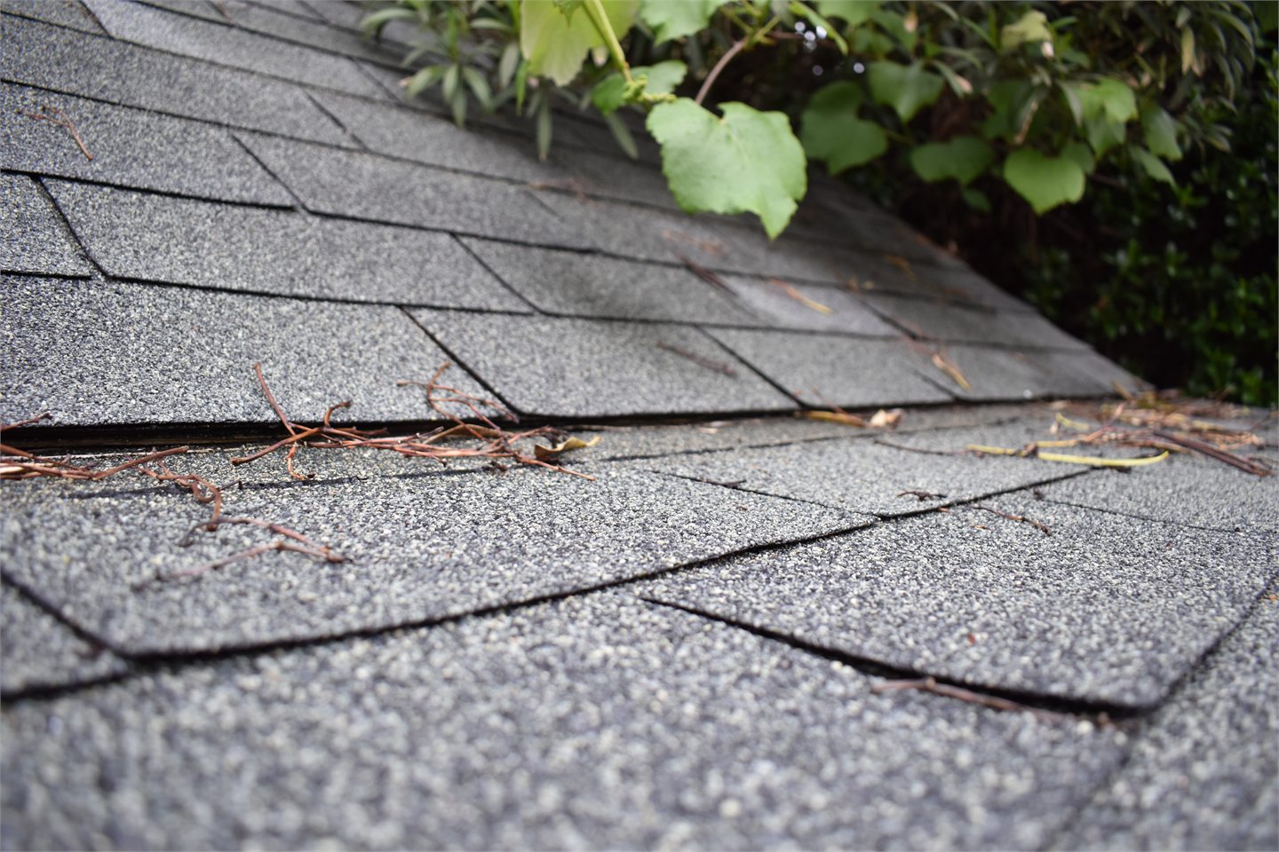 Illustrative close view of asphalt roof shingles with small twigs; no storm damage diagnosis asserted. Photo by FASTILY, CC BY-SA 4.0.